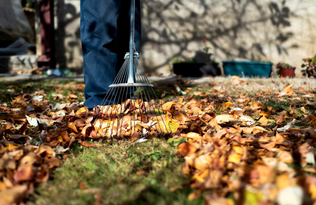 an collecting fallen autumn leaves in the backyard