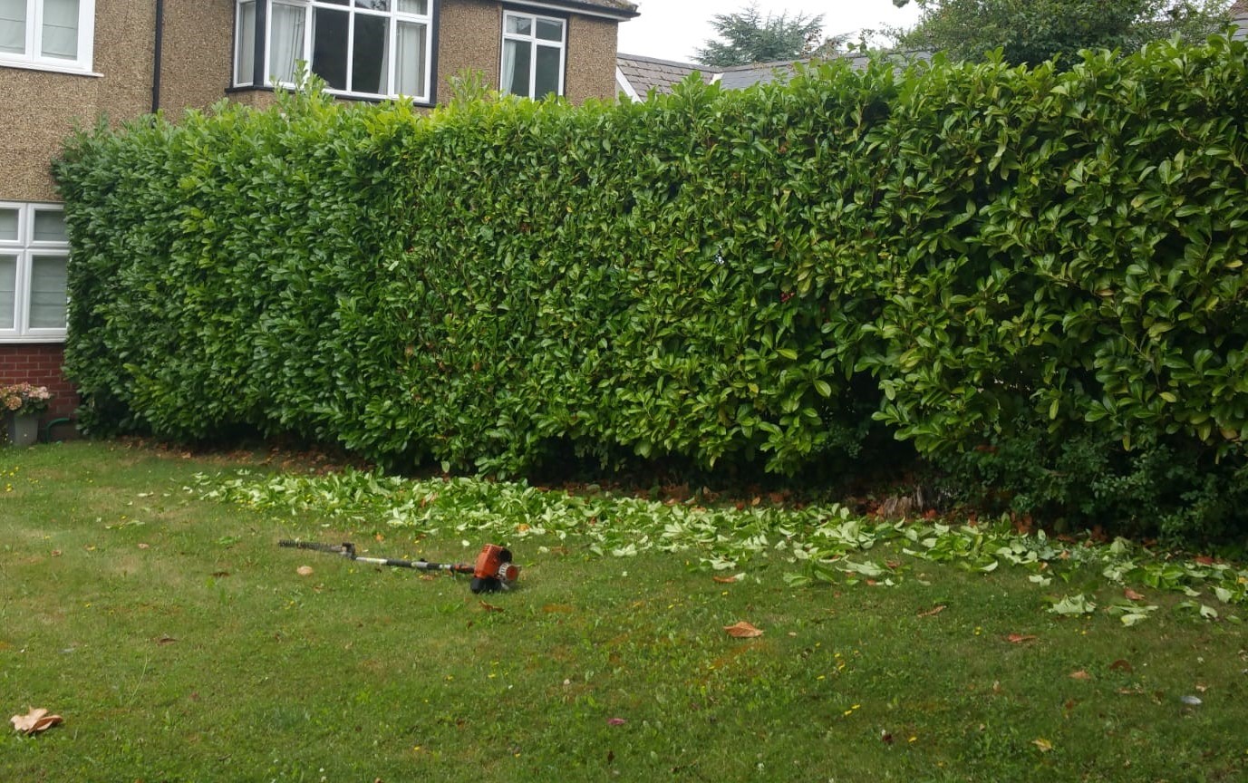 Hedge Trimming Job. Caucasian Gardener with Gasoline Hedge Trimmer Shaping Wall of Thujas in a Garden.